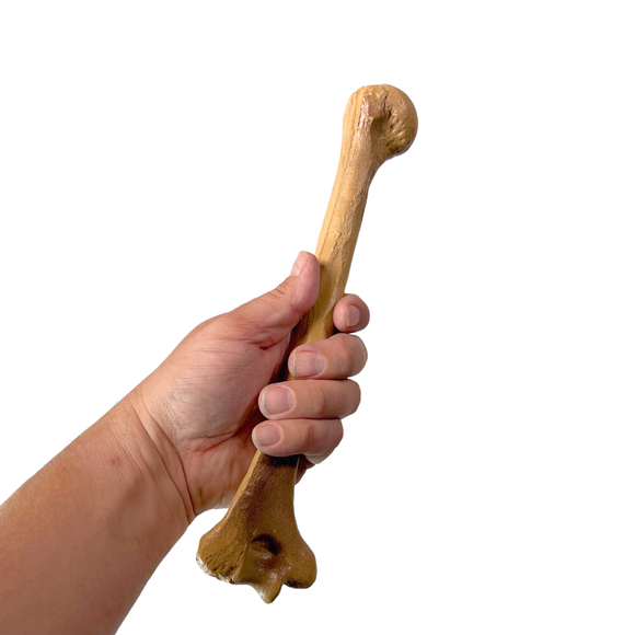 Realistic Lightweight Rigid Foam Humerus Prop