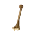 Realistic Lightweight Rigid Foam Humerus Prop-4