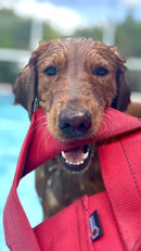 Fire Hose Dog Frisbee-11