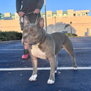 K9 Command Lead - Dual Control Dog Leash-11